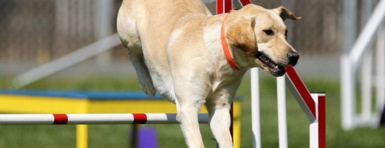 A Guide To Dog Training A Guide To Dog Training