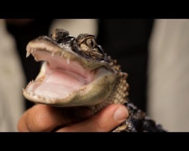 5 Care Tips for Alligators | Pet Reptiles