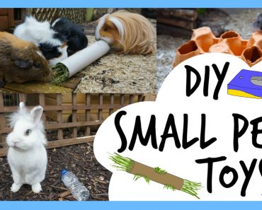 DIY Small Pet Toys