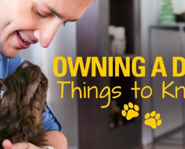 OWNING A DOG