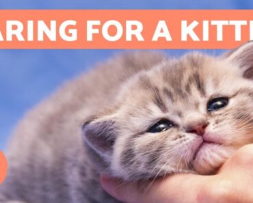How to CARE for a KITTEN