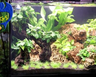 Best Ways To Maintain A Fish Tank! 10 Things You