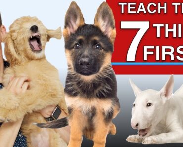 How to Teach The First 7 Things To Your Dog: