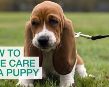 How to Take Care of a Puppy: Bringing a Puppy