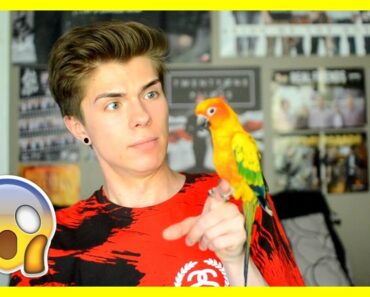 WATCH THIS BEFORE GETTING A PET BIRD (feat