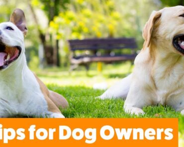 Tips for First Time Dog Owners