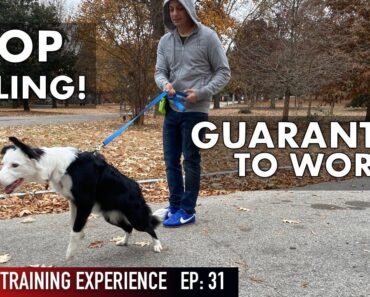 The MOST REALISTIC Leash Dog Training Lesson EVER! STOP PULLING!