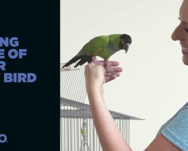 How to Care for a New Pet Bird (Petco)
