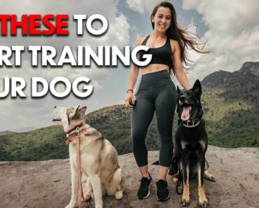 DOG TRAINING 101: HOW TO START TRAINING ANY DOG