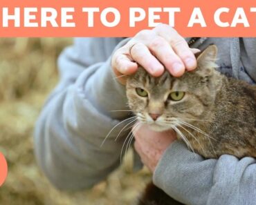 Where to Pet a Cat?
