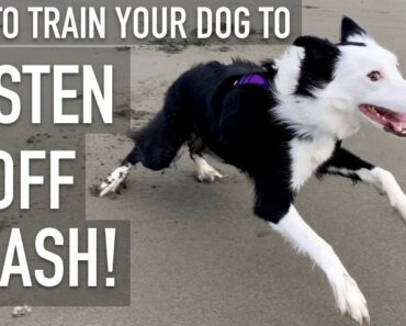 How To Train ANY DOG To Listen OFF LEASH!