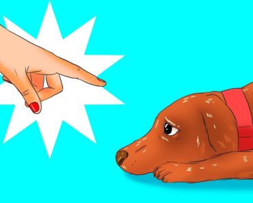 12 Harmful Things You Do to Your Dog Without Realizing