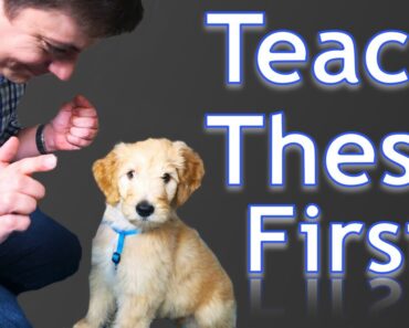 3 Easy Things to Teach your NEW PUPPY!