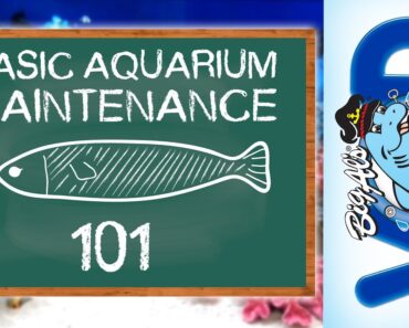 Basic Aquarium Maintenance 101