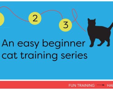 Start Clicker Training Your Cat