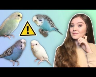 What You Need to Know Before Getting a Budgie! *THE