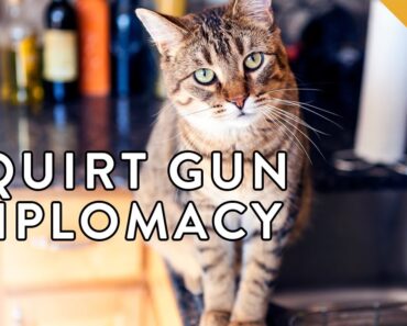 The Best and Worst Ways to Train Your Cat