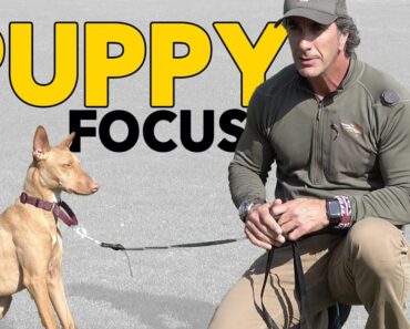 Puppy Training Teach Your Puppy to Focus