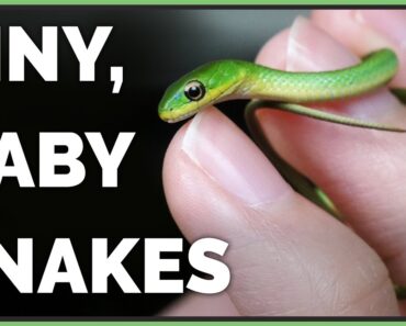 Meet My Tiny Rough Green Snakes! Are They Good Pets?