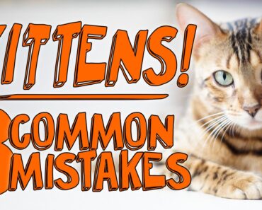 3 Major Mistakes with New Kittens