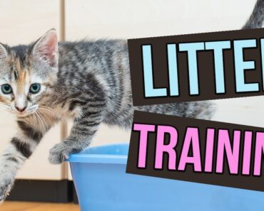 How to Litter Train Baby Kittens