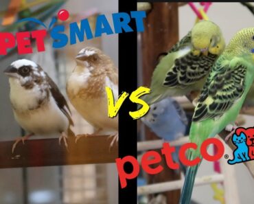 PETSMART vs PETCO