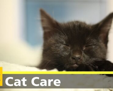Kitten care part two: kittens at home