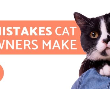 7 Mistakes cat owners make