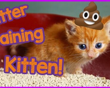 How To Litter Train A Kitten FAST How To Litter Train A Kitten FAST