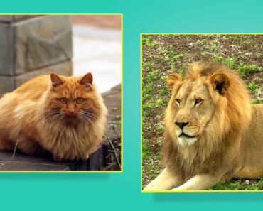 Pet Care Basics