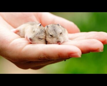 Most Popular Small Pets to Own