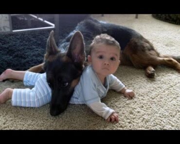 German Shepherd Protects Babies and Kids Compilation