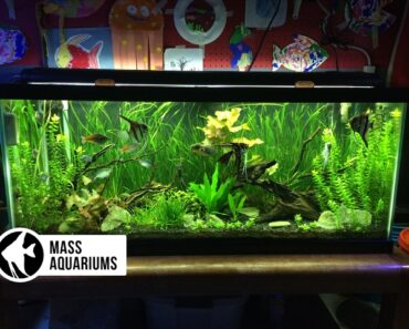 How to set up a FRESHWATER AQUARIUM: Beginners guide to
