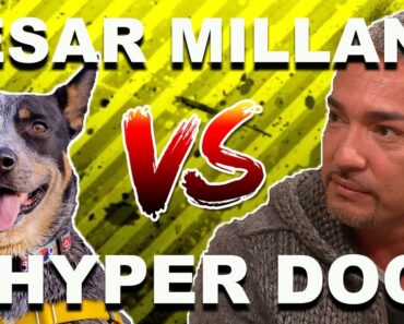 Cesar Millan vs. HYPER DOG (Stop Dog Lunging)
