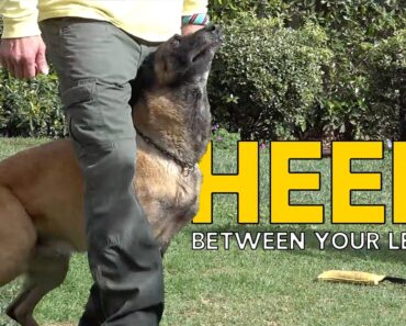 Teach Your DOG to HEEL BETWEEN Your Legs