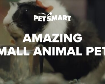 PetSmart’s Amazing Small Animal Pets