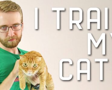 I Train My Cats With PSYCHOLOGY