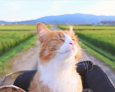 How I Trained My Cats