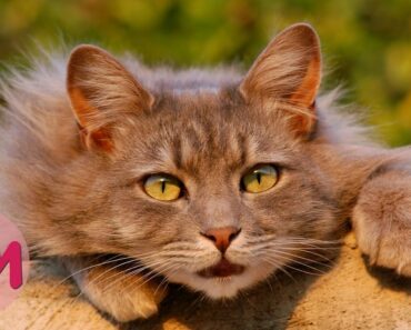 Top 10 Funny Tricks to Teach Your Cat