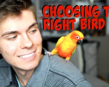 How to Find the Right Bird for You!