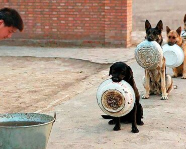 10 Best Trained & Disciplined Dogs in the World!