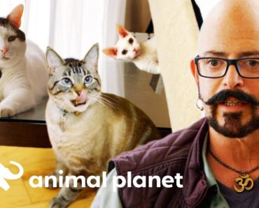 Jackson Galaxy’s Top Tips For Cat Owners