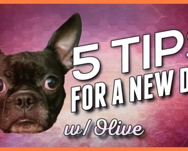 5 Big Tips When Bringing Home a New Dog