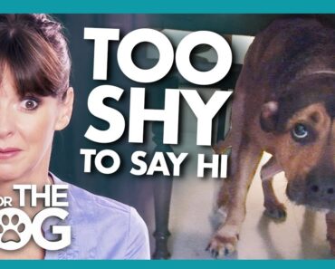 Incredibly Shy Dog Shocks Everyone When Training Gets Instant Results