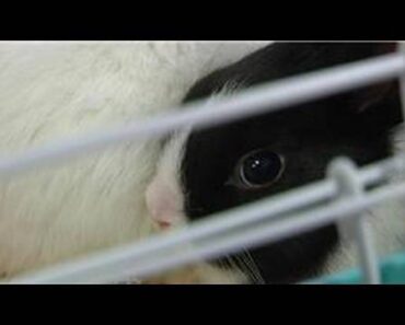 Small Pets : Care Tips for Pet Bunnies