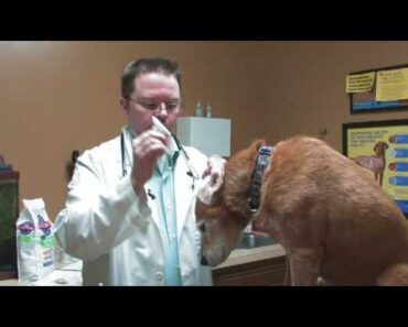 Dog Care Tips : Cleaning a Canine Ear Canal