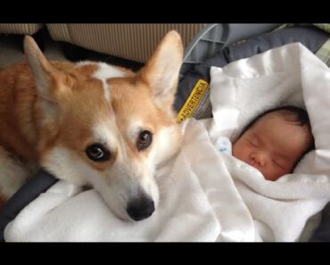 Funny Dogs Protecting Babies Compilation (2017)