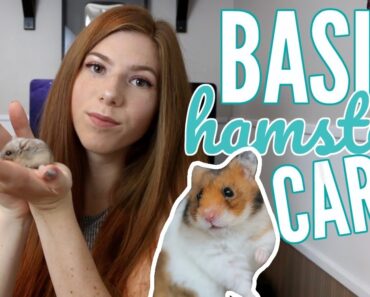 BASIC HAMSTER CARE