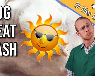 Heat Rash in Dogs: Home Treatment (+ other possible causes)