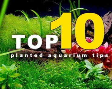 Top 10 Planted Aquarium Tips